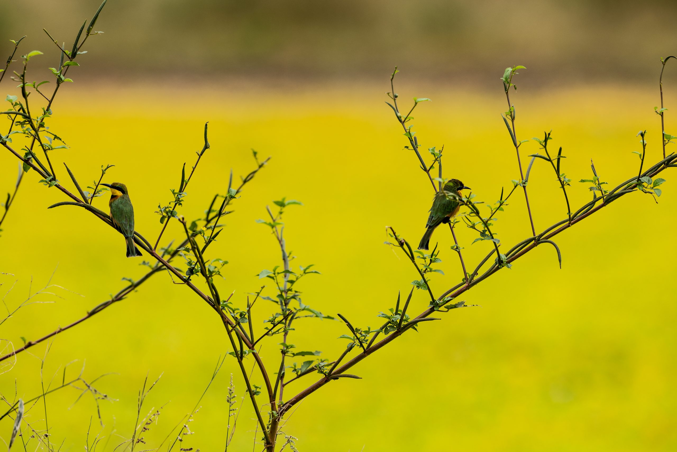 Birding in Mana Pools