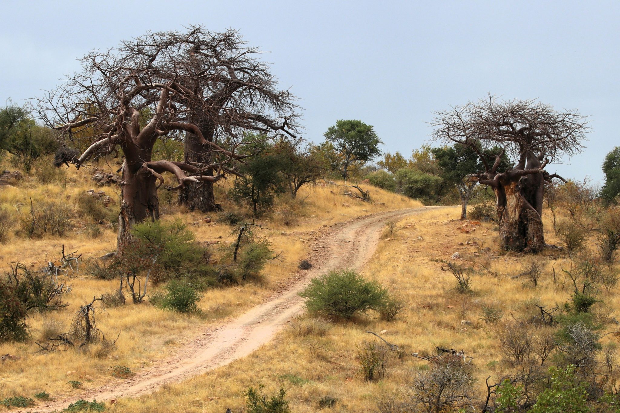 The Symbolism of Africa’s Iconic Baobab Tree