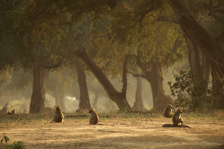 Riverine forest landscape in Mana Pools National Park