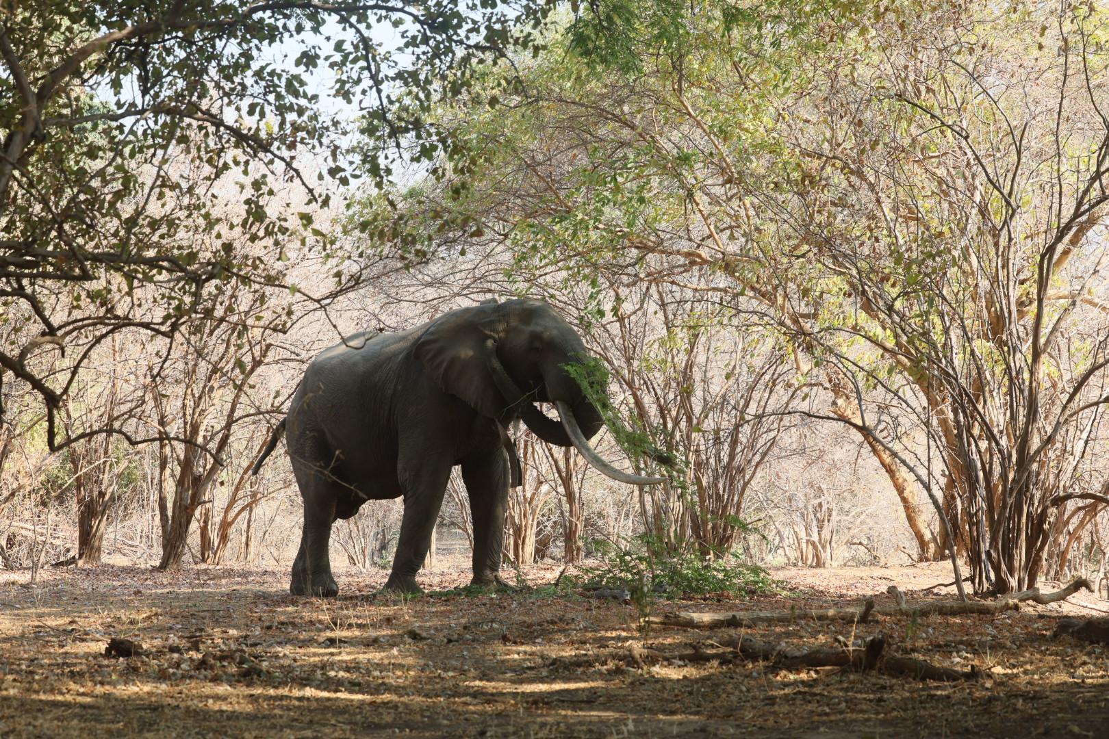 The Story of Boswell: Zimbabwe’s Most Famous Elephant